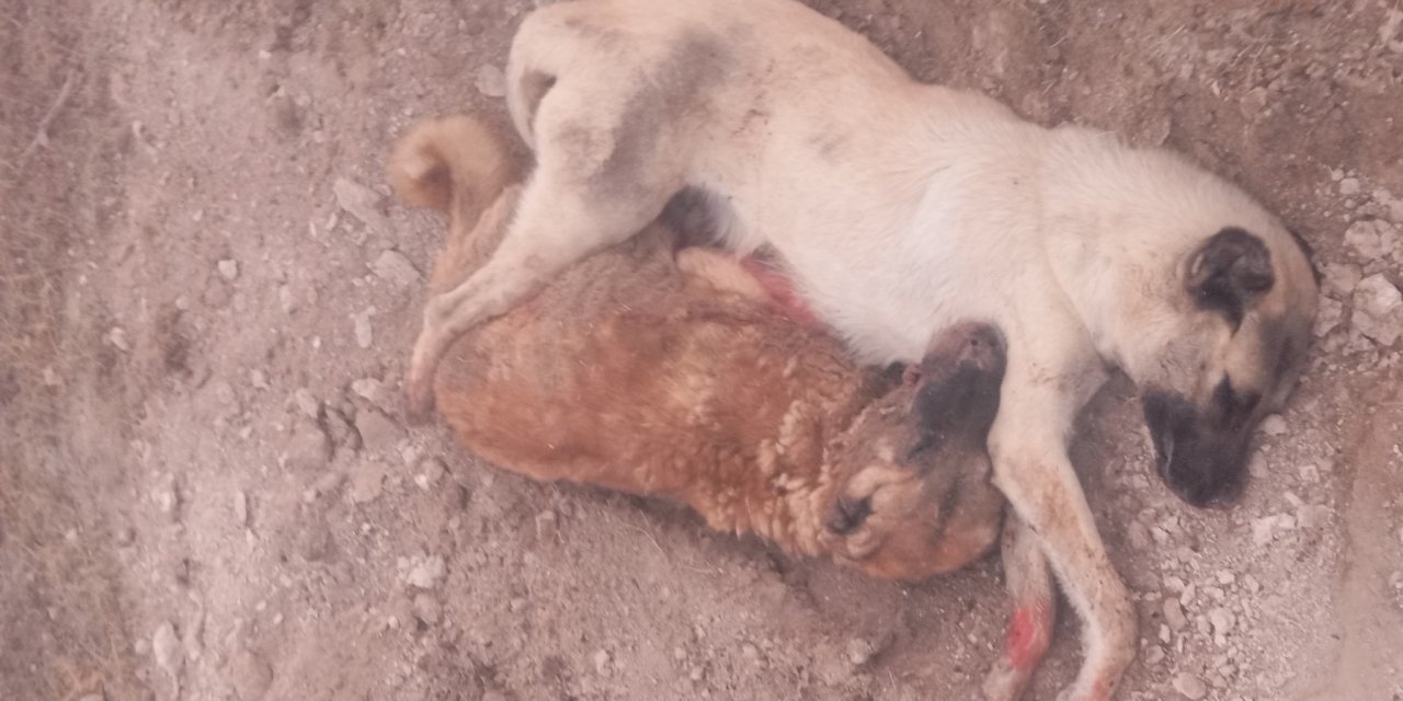 Sizin Derdiniz Ne? Eskil'de 2 Koyun Köpeği Zehirlenerek Öldürüldü