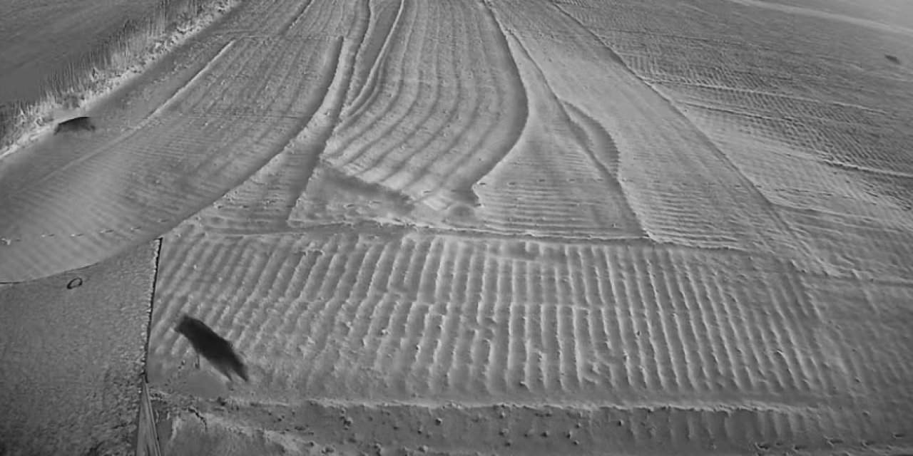 Karapınar'da Kurtlar Köylere İnmeye Başladı: Vatandaşlara Uyarı