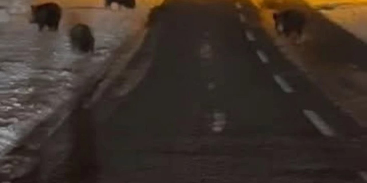 Karapınar’da Aç Kalan Domuz Sürüsü Yerleşim Alanına İndi