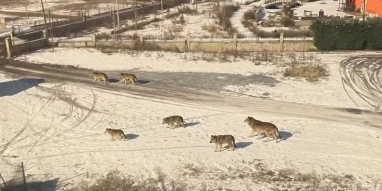 Akşehir’de Aç Kalan Kurtlar Şehir Merkezine Yakın Alanlara İndi
