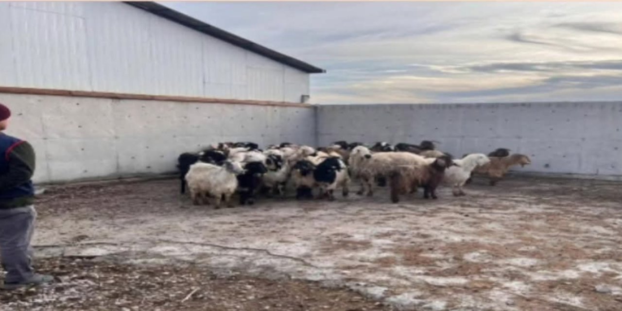 Ilgın’da 48 Küçükbaş Hayvan Hırsızlığı Aydınlatıldı: 3 Şüpheli Tutuklandı