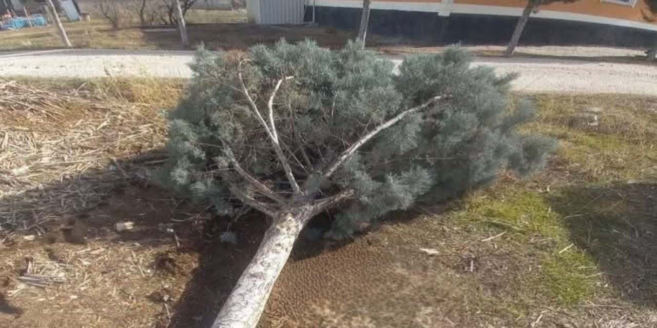 Eskil’de Şiddetli Rüzgâr Etkili Oluyor, Ağaçlar Devrildi