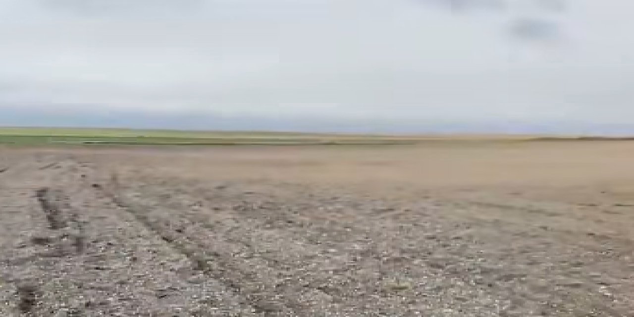 Tehlike Eskil Sınırında: Domuzlar Ekili Alanlara Zarar Verdi