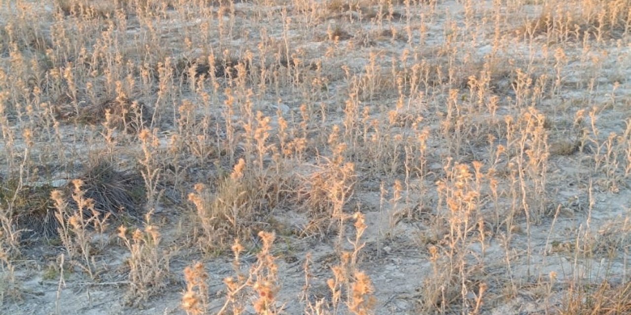 Eskil’de Kuraklığın Yeni Yüzü: Meralarda Dikenli Bitkiler Çoğalıyor