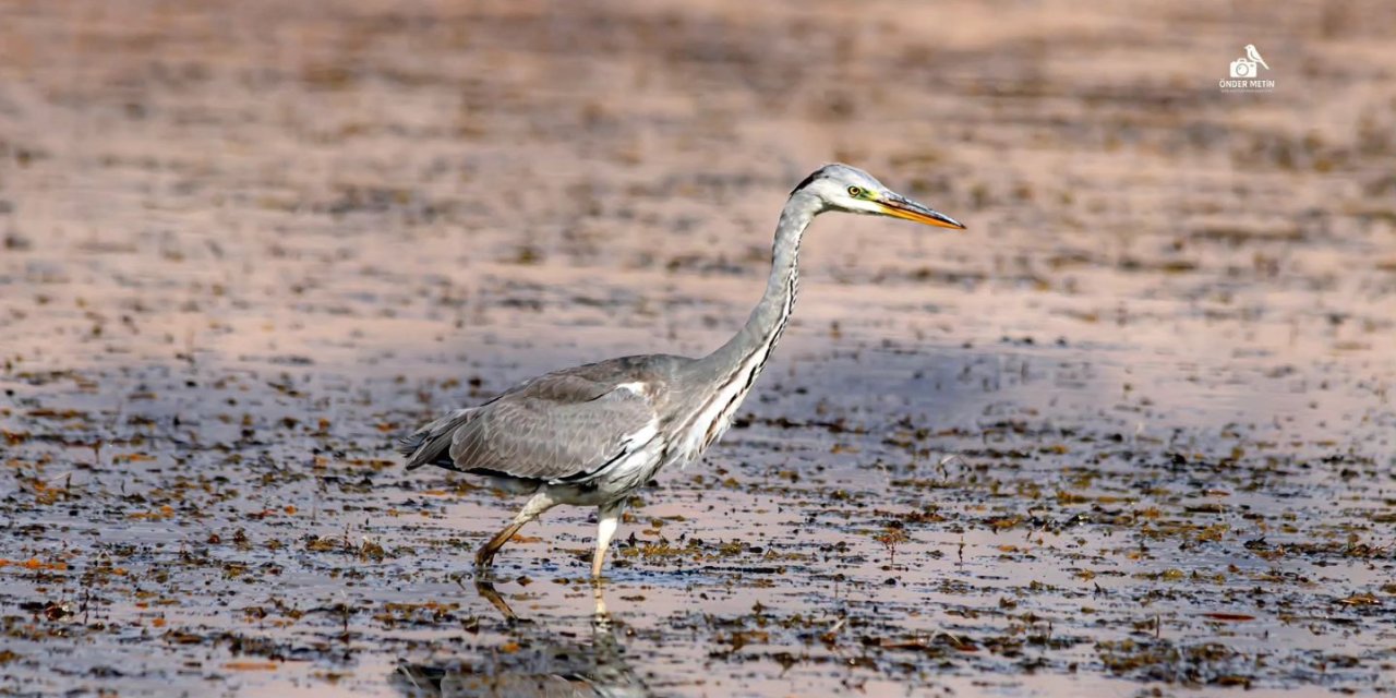 Ilgın Çavuşçu Gölü’nde Hayat Yeniden Canlandı: Göçmen Kuşlar Geri Döndü