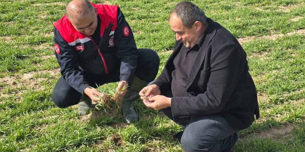 Sultanhanı’nda Kırmızı-Mor Havuç Hasadı Başladı: Dekarda 6 Ton Verim Bekleniyor