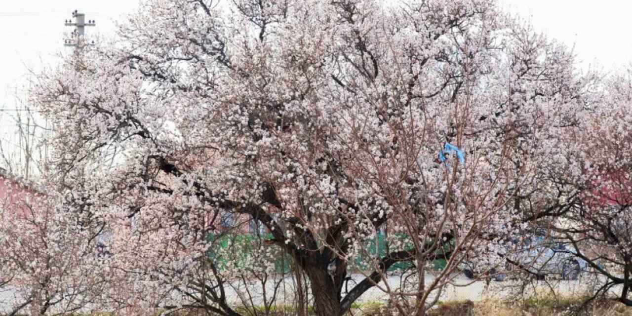Aksaray’da Şubat Ayında Badem Ağaçları Çiçek Açtı, Don Riski Kapıda