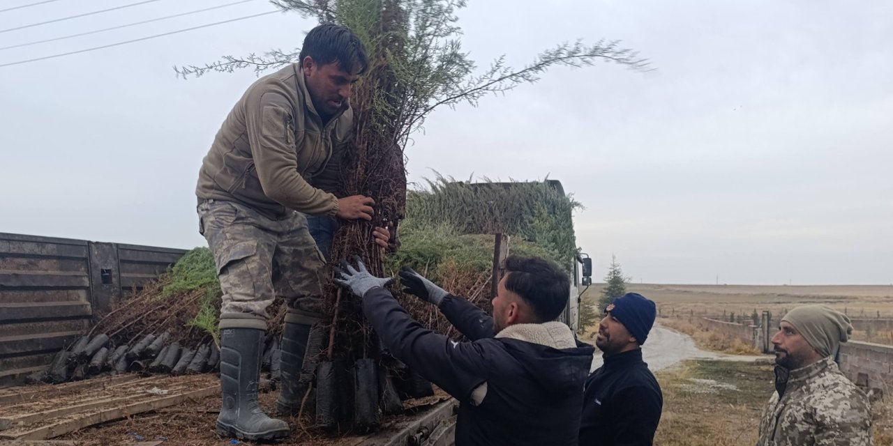 Eskil’de Fidan Seferberliği Başlıyor: İlk Tır 15 Bin Fidanla Geliyor