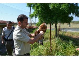 Yavru Şahine Jandarma Sahip Çıktı