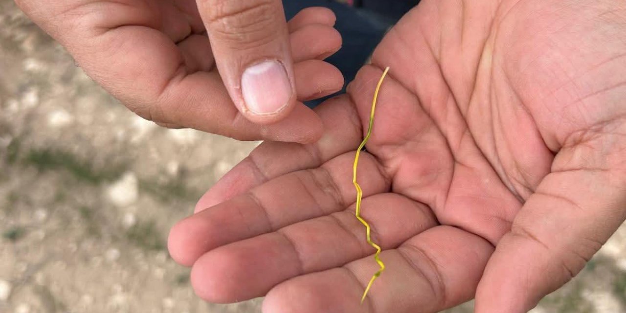 Hububat Alanlarında Çıkış Problemleri ve Sarı Kıvrım Zararı Tespit Edildi
