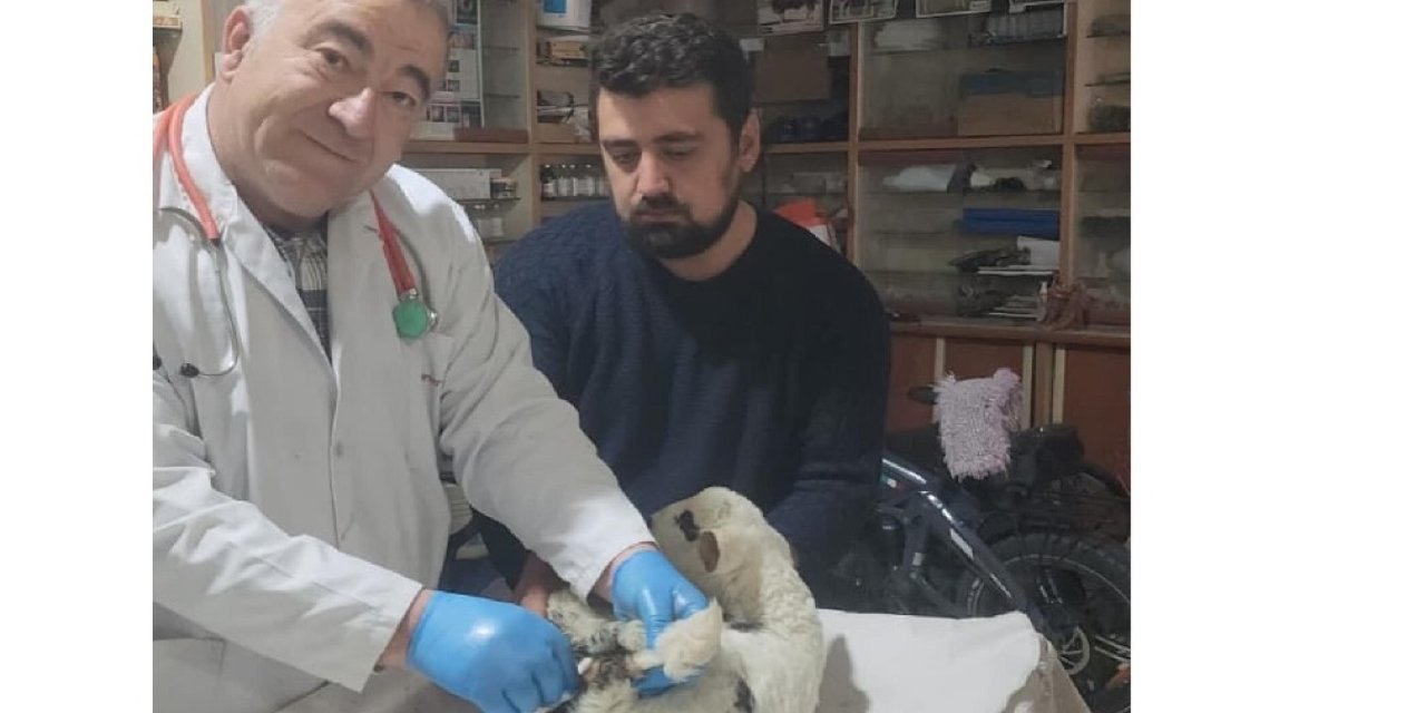 Konya'da Doğum Kusurlu Kuzu Veteriner Operasyonuyla Sağlığına Kavuştu