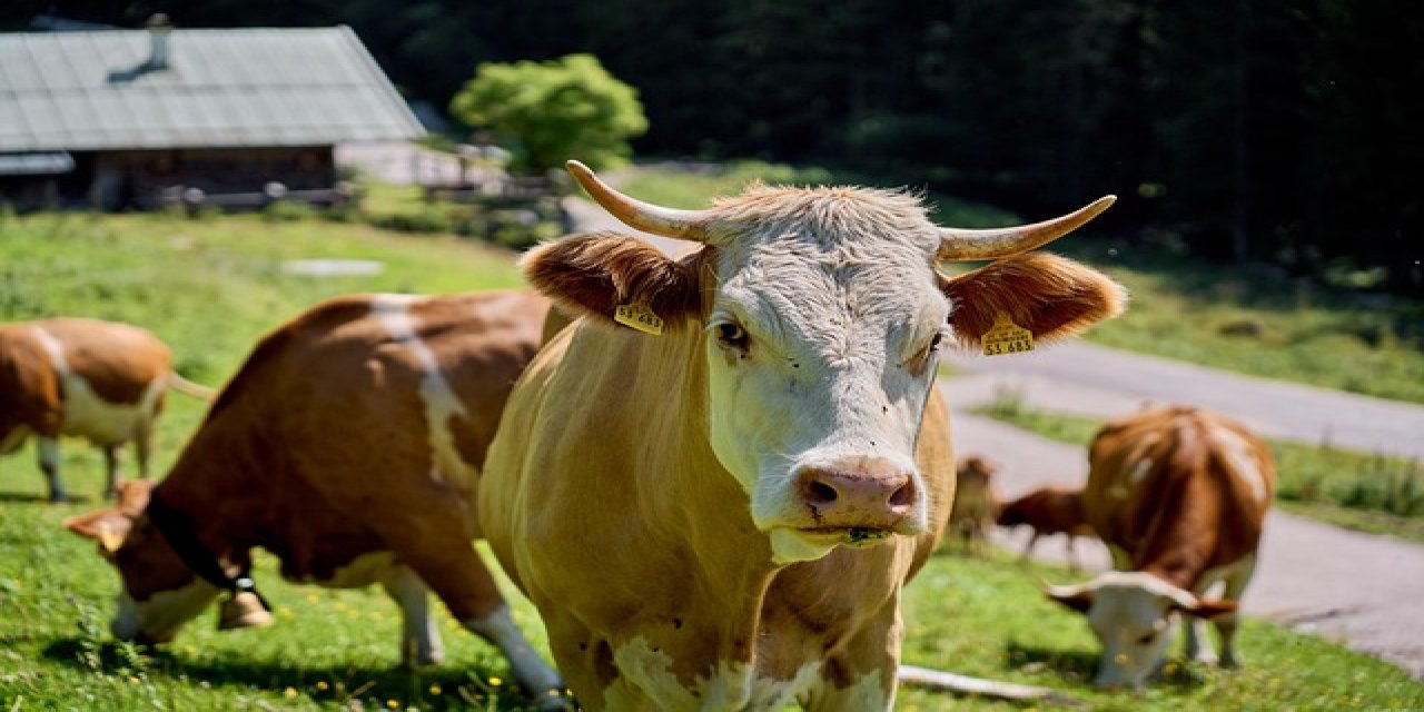 Kabus geri mi döndü! Eskil Kaputaş'ta Şap Hastalığı İddiası: Üreticiler Tedirgin