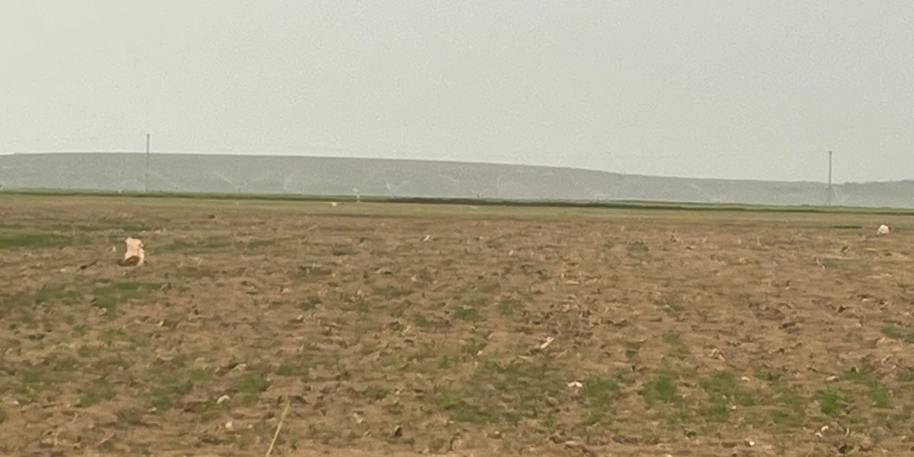 Eskil'deYağmur Altında Sulama Tepkisi: “Bu Kadar Bereket Varken Yapılan Büyük Şükürsüzlük”