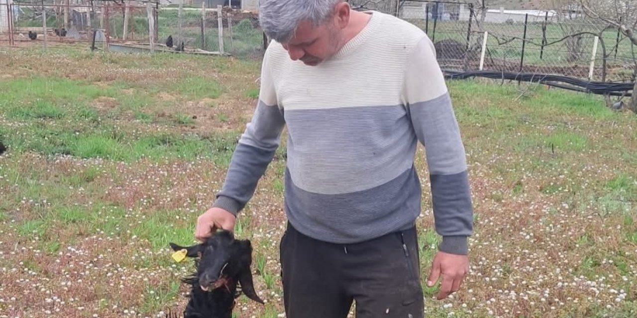 Başıboş Köpekler Ahıra Girdi: 2 Küçükbaş Hayvan Telef Oldu
