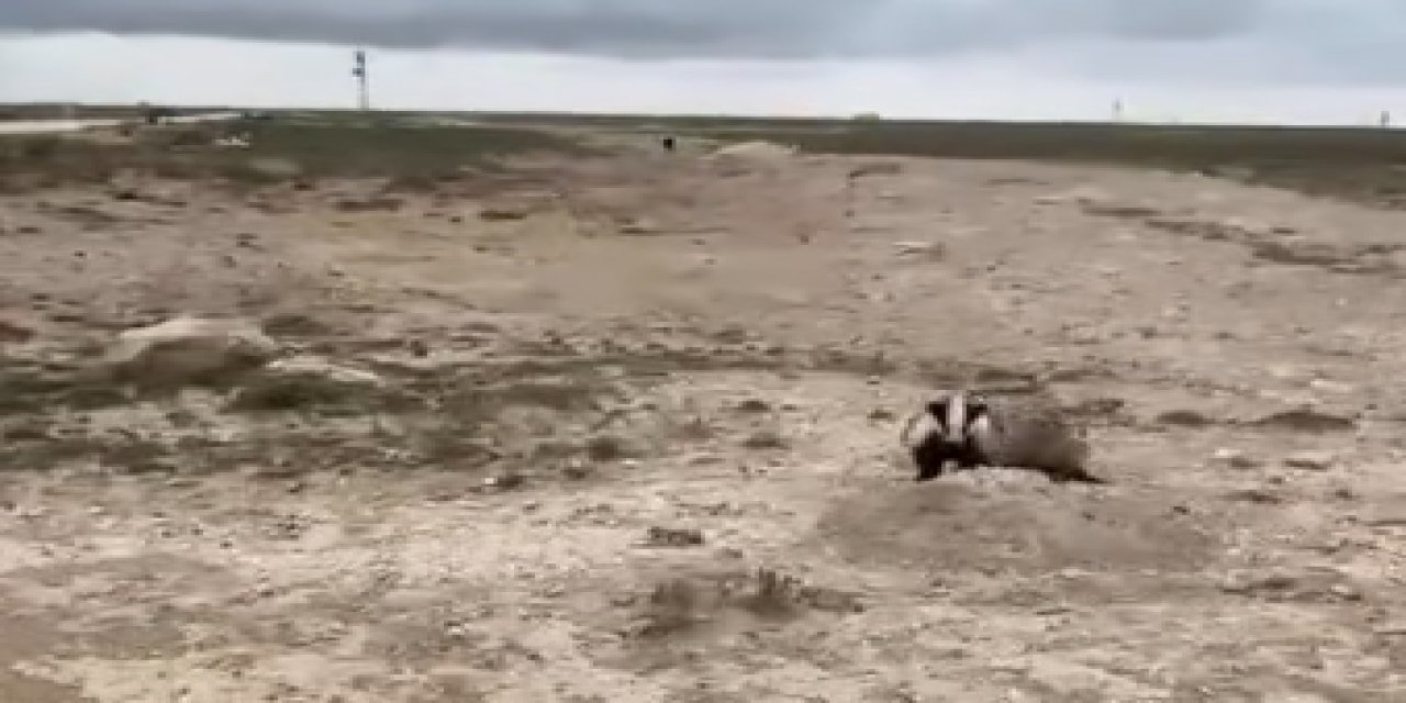 Eskil Şabanlı Yaylası’nda Doğanın Gizli Sakini: Porsuk Objektife Yansıdı