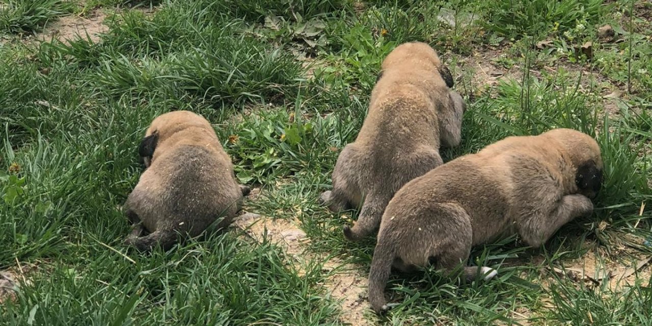 Eskil’de Vicdanları Sızlatan Olay: Çuval İçinde Yeni Doğmuş 3 Köpek Yavrusu Bulundu