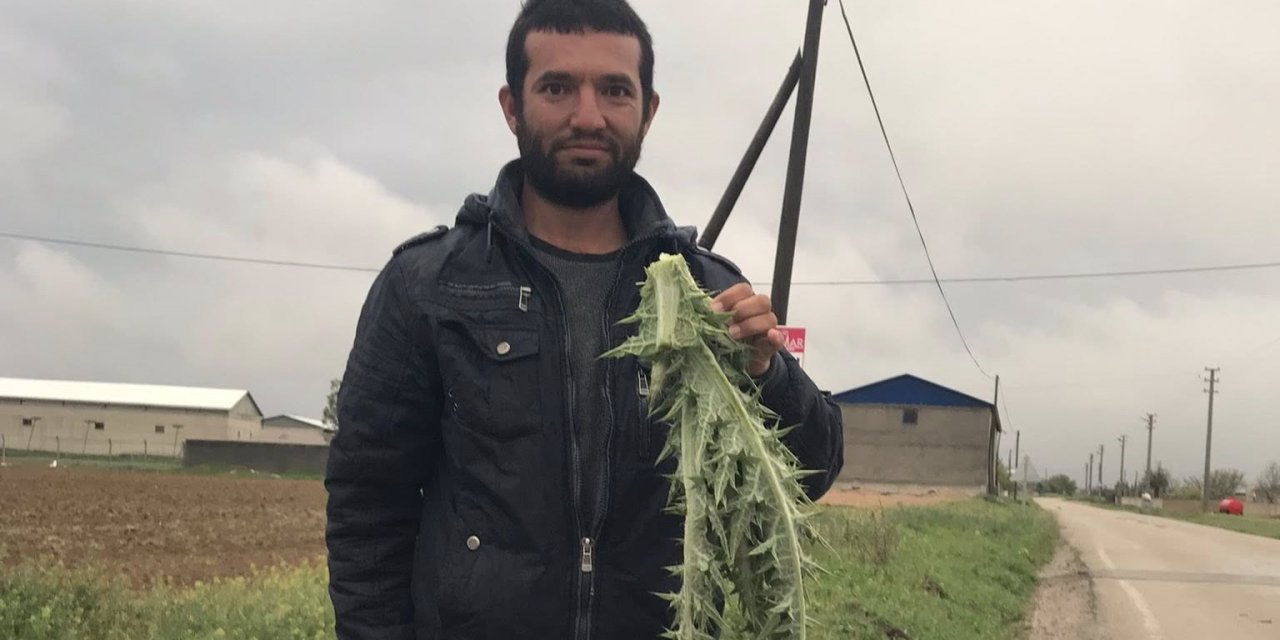 Eskil’de Şifa Kaynağı Sıyırma Sezonu Başladı: Karaciğer Dostu!