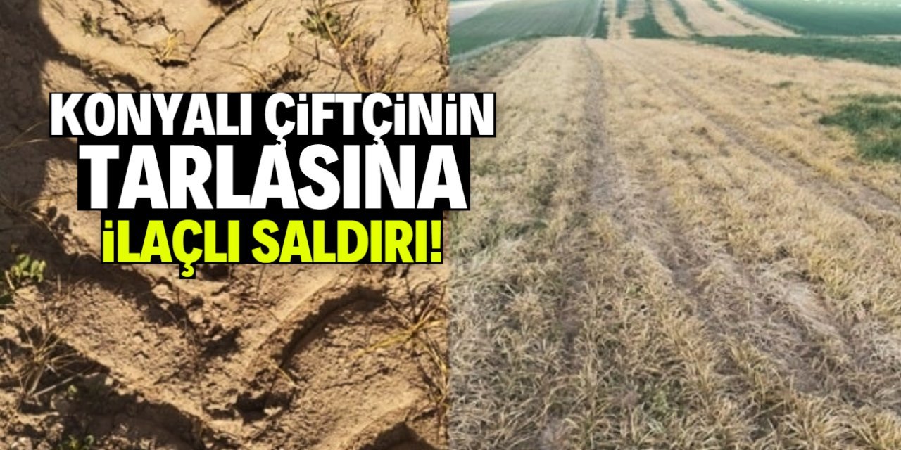 Konya'da Çiftçiye Büyük Darbe: Arpa Tarlası Kimyasal Maddeyle Kurutuldu