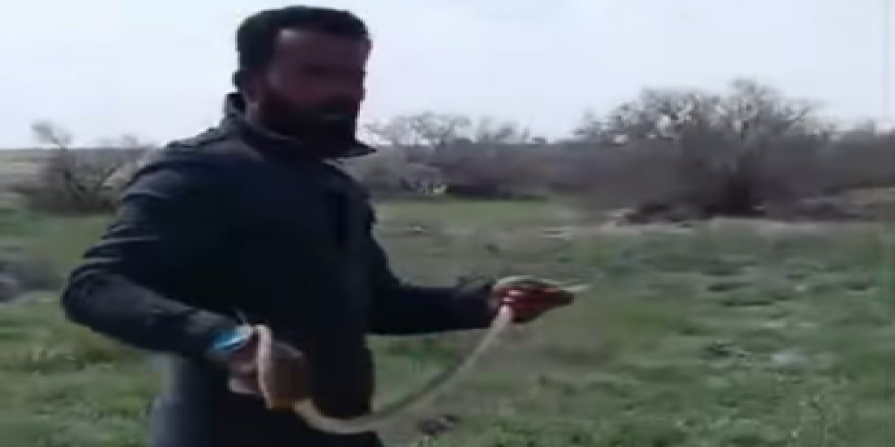 Eskil'de Mantar Toplama Sırasında Yılan Paniği! VİDEO