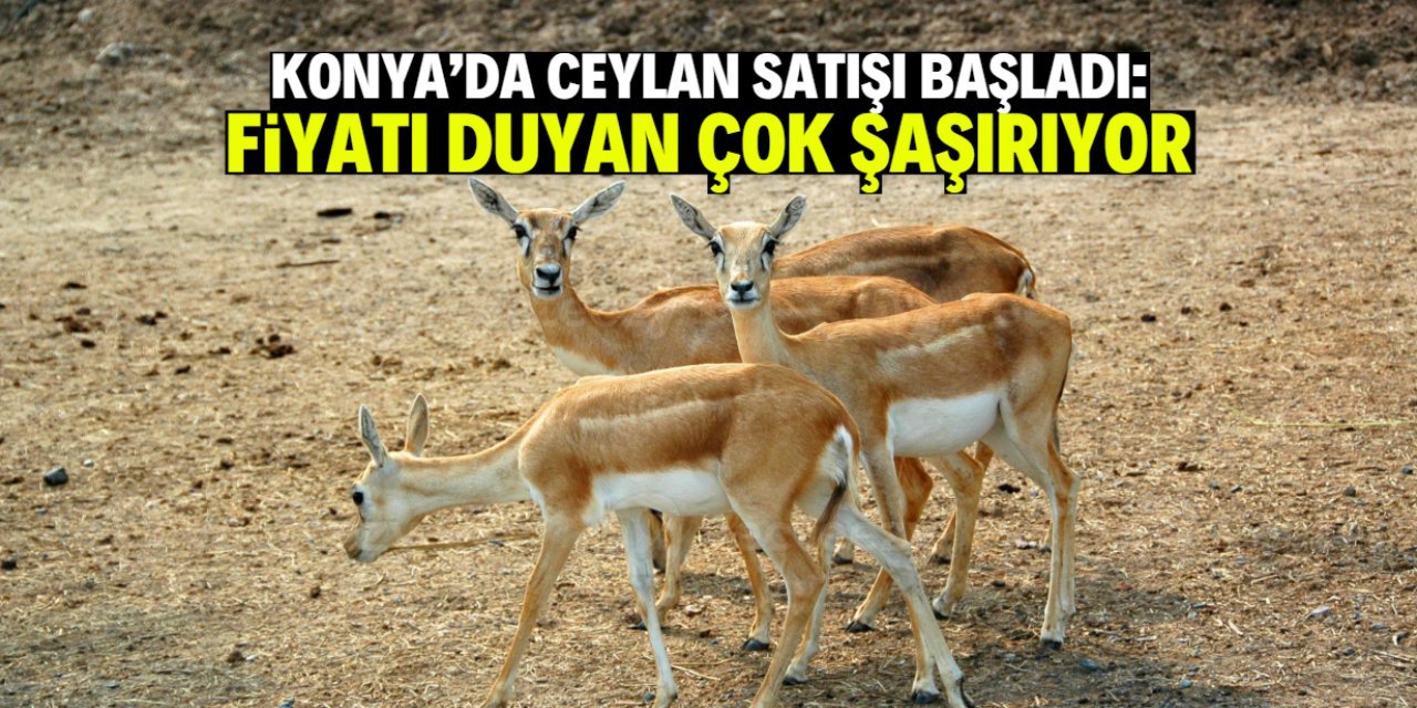 Konya’daki Dev Çiftlikte Yetiştirilen Ceylanlar Satışta! 2026 Fiyatları Açıklandı