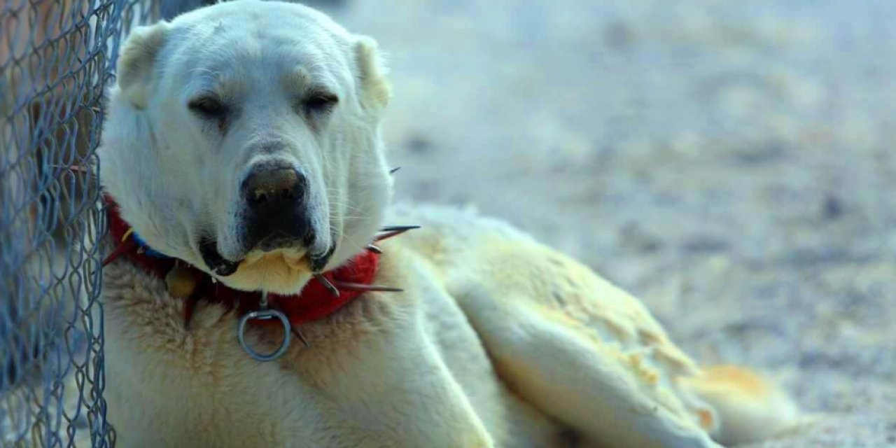 Akbaş Köpeği 5 Kurtla Tek Başına Mücadele Etti