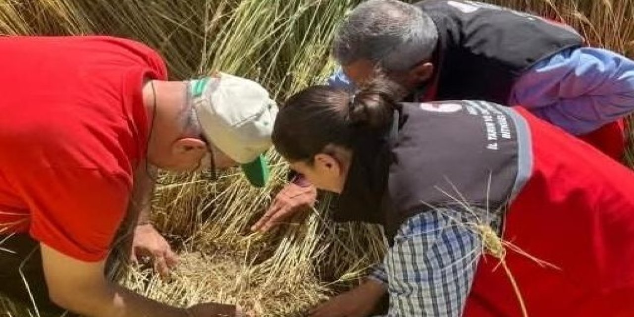 Aksaray’da Hububat Tarlalarında Süne Mücadelesi Sürüyor