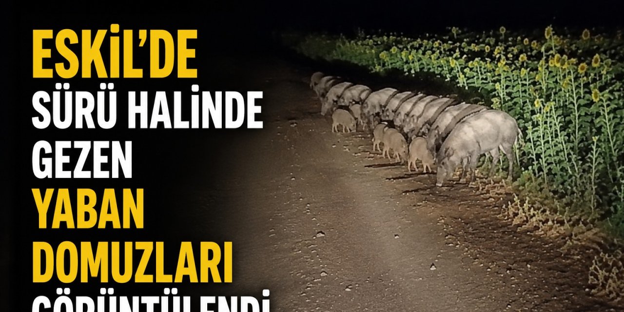 Eskil'de Sürü Halinde Gezen Yaban Domuzları Çiftçiler Tedirgin