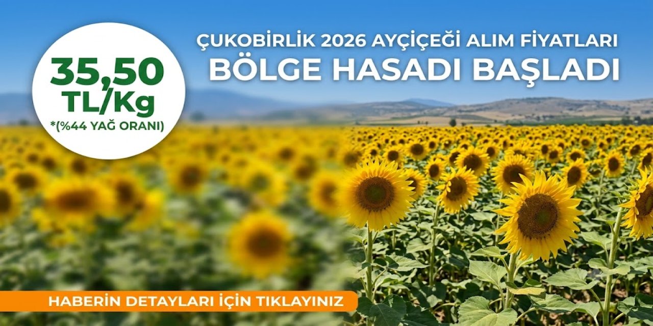 Çukobirlik 2026 Yılı Ayçiçeği Alım Fiyatlarını Açıkladı: Kilo Başına 35,5 TL