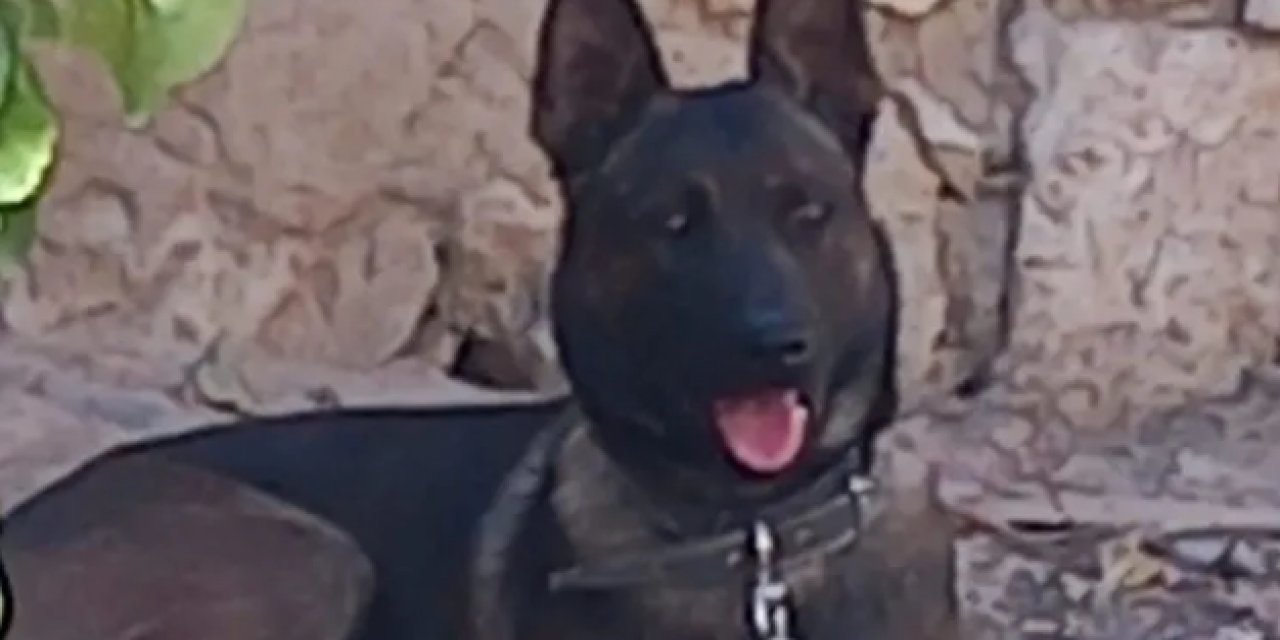 3 Yaşındaki Çocuğa Saldıran Köpeğin Sahibi Tutuklandı
