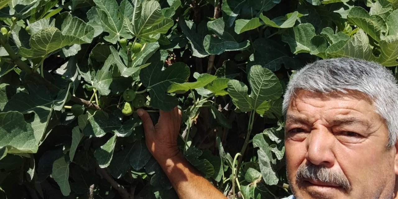 Yeşiltömek'te 10 Yıllık Sabır Sonuç Verdi:  Çölde İncir Yetiştirdi