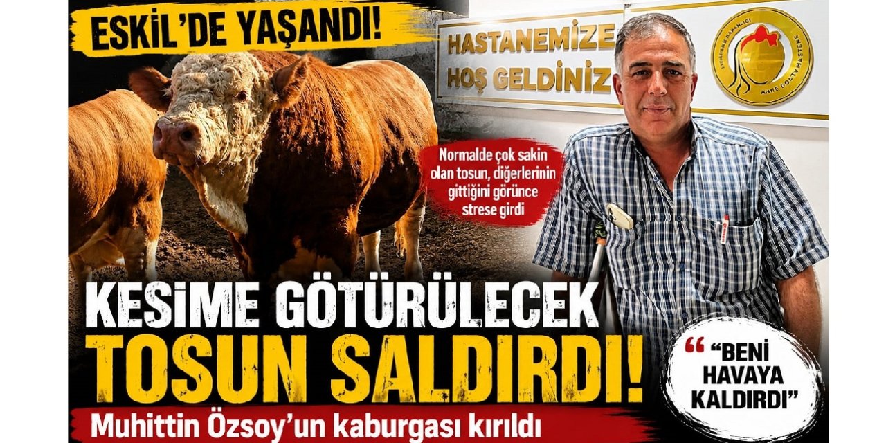 Eskil'de kesime götürülecek tosun sahibini hastanelik etti