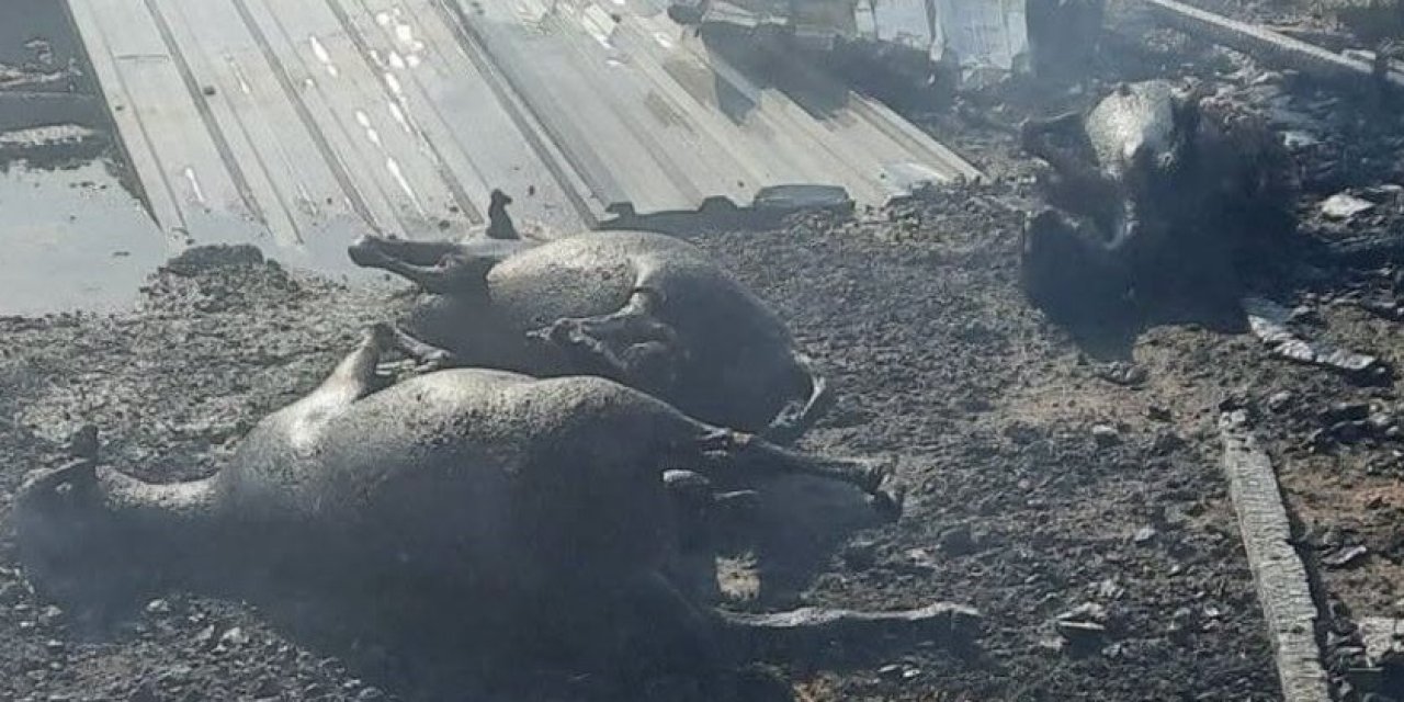 Bor'da Yürek Yakan Yangın! 250 Küçükbaş Hayvan Telef Oldu, 40 Ton Arpa Kül Oldu