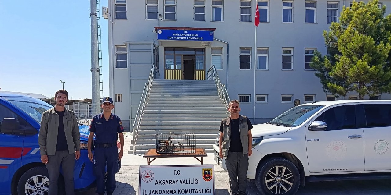 Eskil’de Yasa Dışı Yabani Kuş Ticaretine Jandarma ve DKMP Engeli