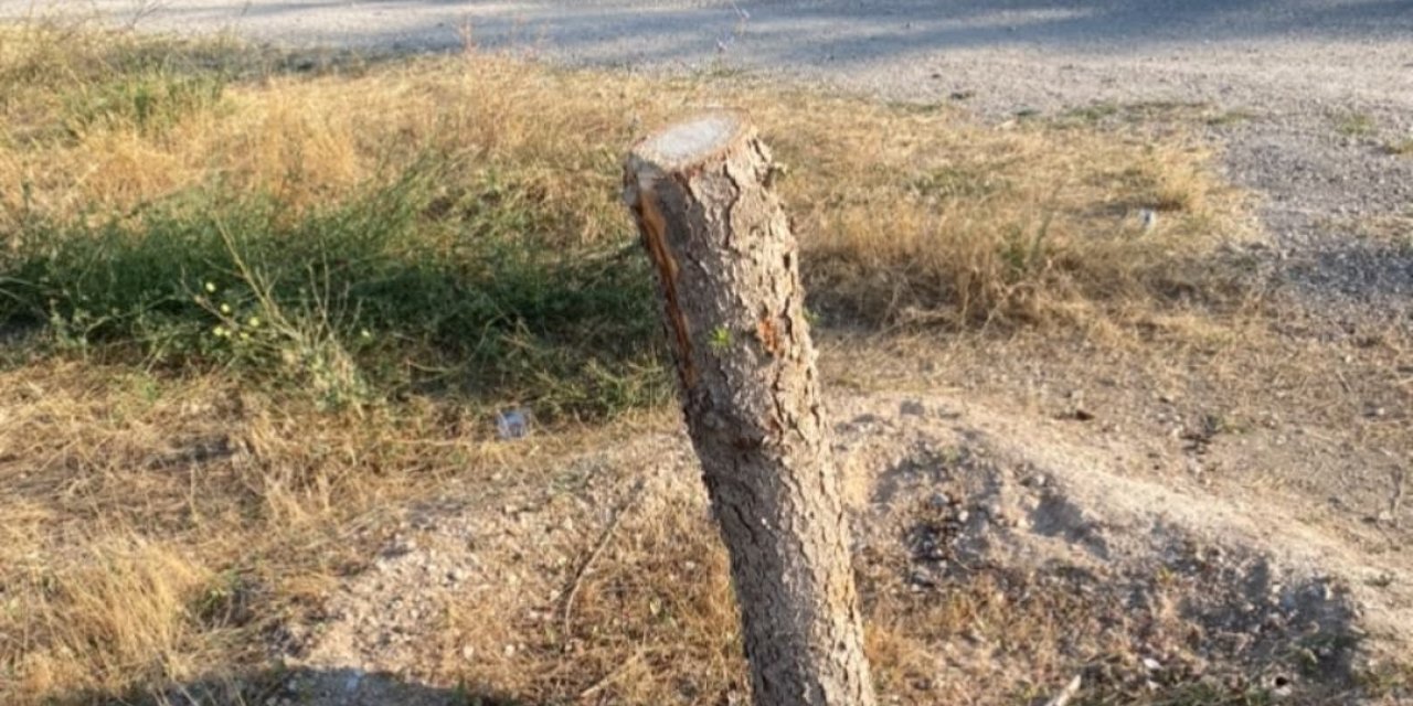 Çulfa’da Mezarlık Yolundaki 2 Ağaca Kıydılar! Muhtar Öksün’den Sert Tepki