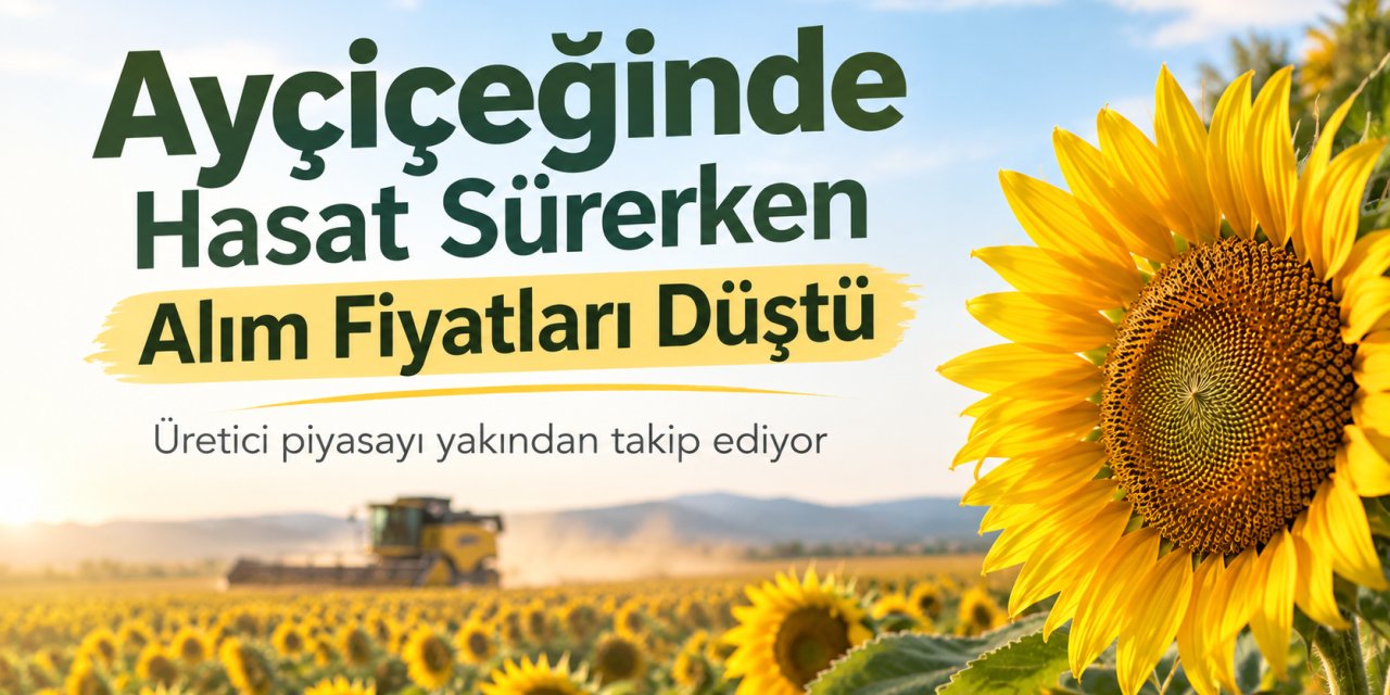 Eskilli Ayçiçeği Üreticisini de Üzen Gelişme: Alım Fiyatı Düştü