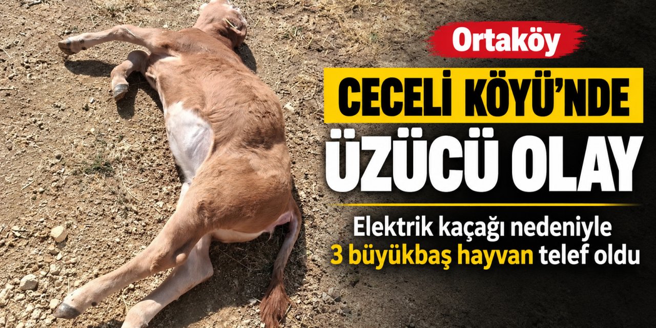Ortaköy’de Elektrik Kaçağı Faciası: 3 Büyükbaş Hayvan Telef Oldu