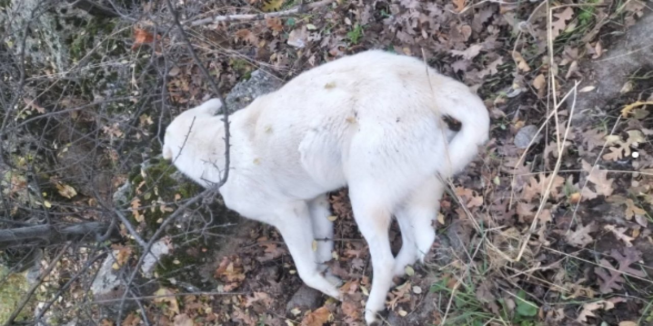 Seydişehir’de 8 Çoban Köpeği Zehirlenerek Telef Oldu