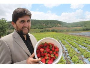 Derbent’te Organik Çilek Çiftçinin Yüzünü Güldürdü