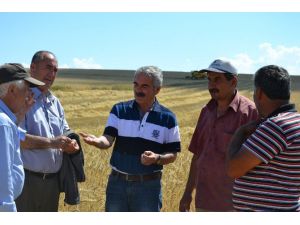 Kulu’da Arpa Hasadına Başlandı