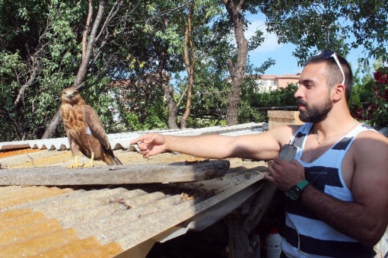 Yavru Kartal Köpeklerle Birlikte Yazlık Evi Bekliyor