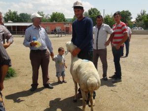 Aksaray’da 481 Damızlık Koç Üreticilere Dağıtıldı