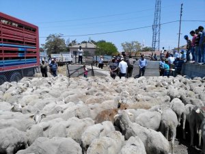 Yetiştiriciye Koç Dağıtıldı