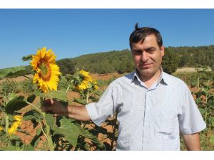 Hüyük’te Ayçiçeği Üretimine Kuş Engeli