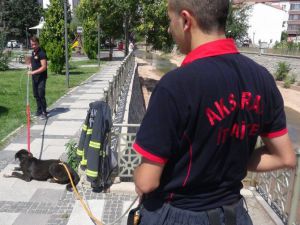 Saldırgan Köpeği İtfaiye Sakinleştirdi