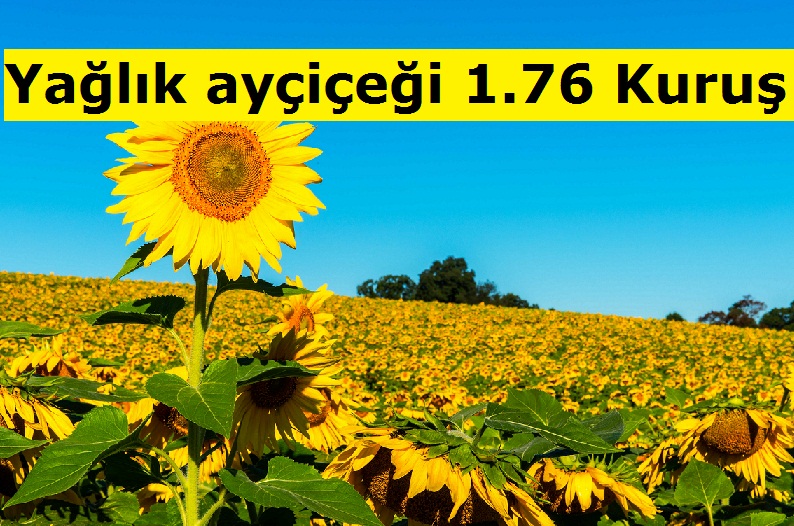 Yağlık ayçiçeği 1.76 Kuruş