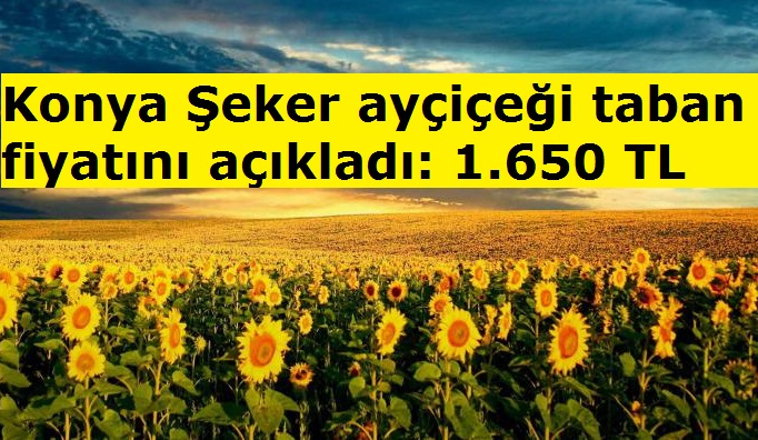 Konya Şeker ayçiçeği taban fiyatını açıkladı: 1.650 TL