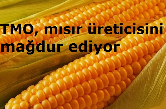 TMO, mısır üreticisini mağdur ediyor