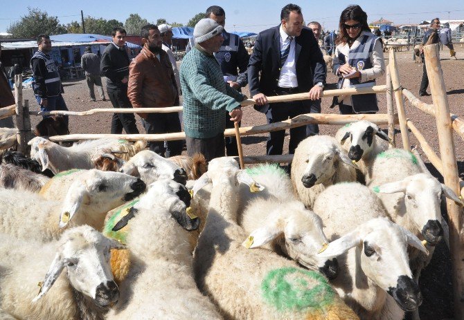 Kurban Bayramında Koç Kesin Çağrısı