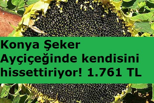 Konya Şeker Ayçiçeğinde kendisini hissettiriyor! 1.761 TL