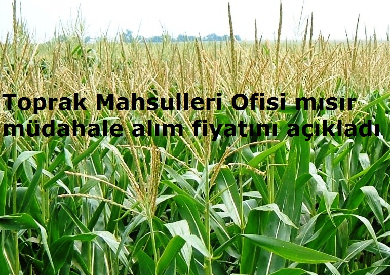 Toprak Mahsulleri Ofisi mısır müdahale alım fiyatını açıkladı